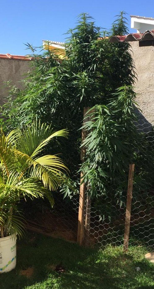 Pé de maconha encontrado em quintal de residência 