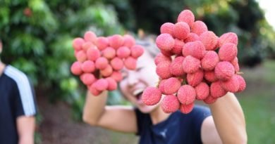Temporada de lichia no Parque Maeda entra na reta final