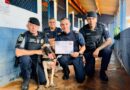 Cão mais premiado da Guarda se aposenta após 9 anos de serviço
