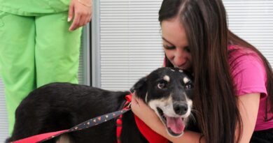 Cães resgatados em rodovias estão em busca de novo lar