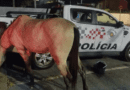 Polícia Militar recupera cavalo furtado em Itu