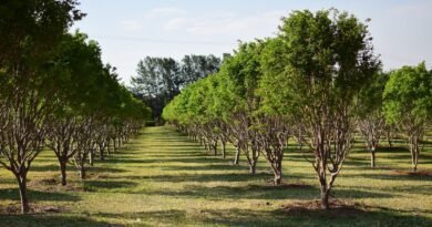 Itu irá receber Festival  Sou + Agro