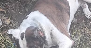 Cachorro gravemente ferido é encontrado amarrado em Itu
