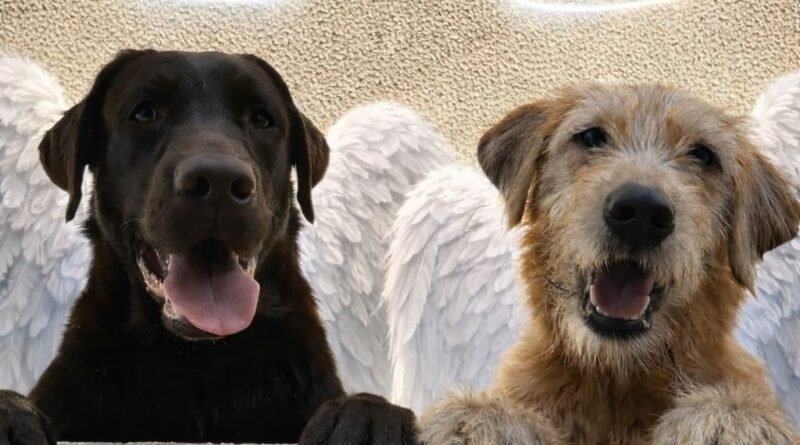 Família perde cães após ataque de abelhas em Itu