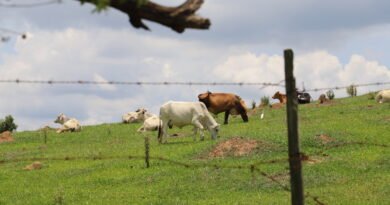 Prazo para produtores rurais entregarem declaração está terminando