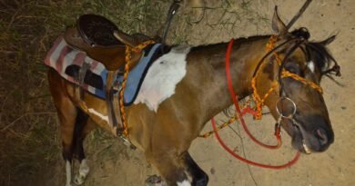 Cavalo é resgatado com maus-tratos em Indaiatuba