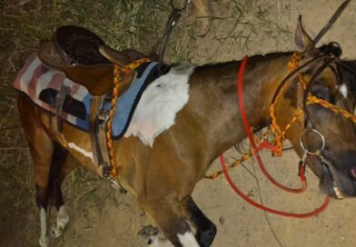 Cavalo é resgatado com maus-tratos em Indaiatuba Cavalo é resgatado com maus-tratos em Indaiatuba