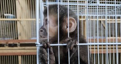 Operação Aruanas apreende macaco-prego e outros animais em Indaiatuba
