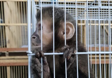 Operação Aruanas apreende macaco-prego e outros animais em Indaiatuba Operação Aruanas apreende macaco-prego e outros animais em Indaiatuba