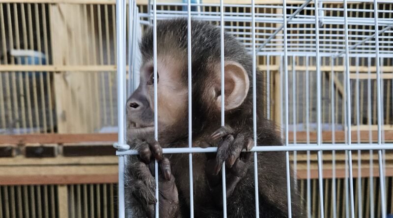 Operação Aruanas apreende macaco-prego e outros animais em Indaiatuba Operação Aruanas apreende macaco-prego e outros animais em Indaiatuba