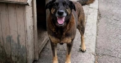 Espaço Pet “Cão Orelha” será entregue após revitalização