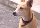 Cachorro espera dono preso em delegacia e comove policiais em Itu