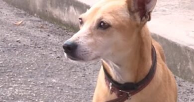 Cachorro espera dono preso em delegacia e comove policiais em Itu