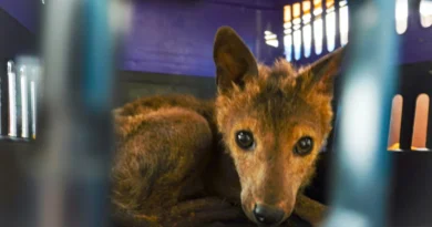 Força-tarefa de Itu intensifica combate aos maus-tratos