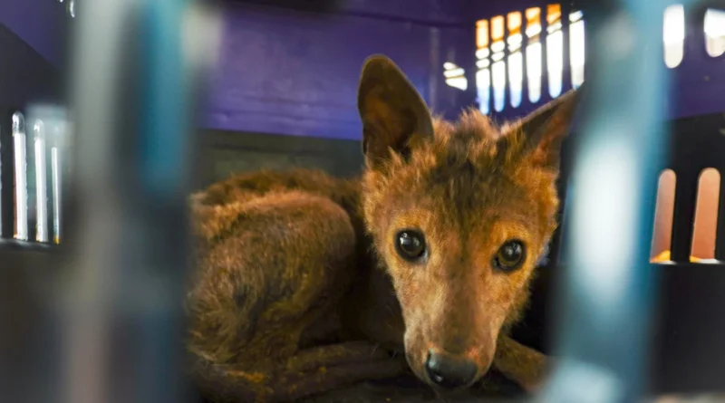 Força-tarefa de Itu intensifica combate aos maus-tratos