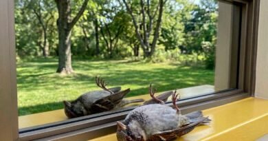 Decreto regulamenta diretrizes de colisões de fauna urbana Decreto regulamenta diretrizes de colisões de fauna urbana