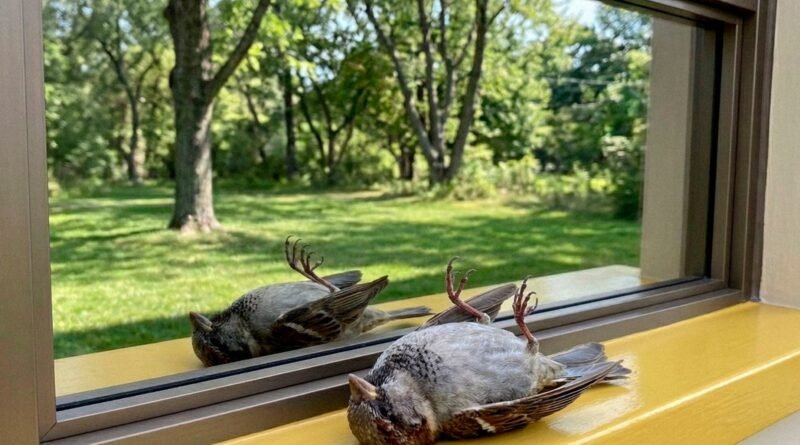 Decreto regulamenta diretrizes de colisões de fauna urbana Decreto regulamenta diretrizes de colisões de fauna urbana