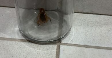 Moradores do São Camilo alertam para aparecimento de escorpiões no bairro Moradores do São Camilo alertam para aparecimento de escorpiões no bairro