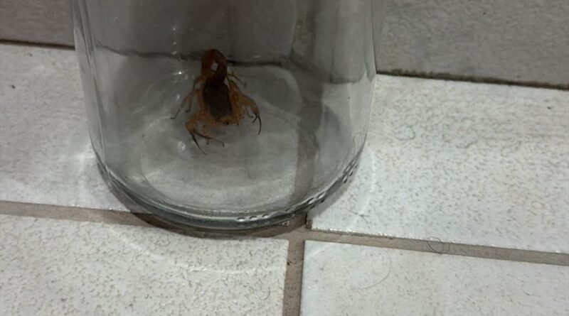 Moradores do São Camilo alertam para aparecimento de escorpiões no bairro Moradores do São Camilo alertam para aparecimento de escorpiões no bairro