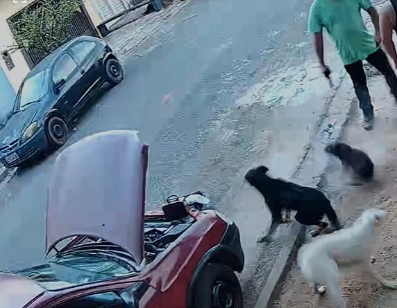 Vereador de Itu atira contra cachorros e caso ganha repercussão nacional Vereador de Itu atira contra cachorros e caso ganha repercussão nacional